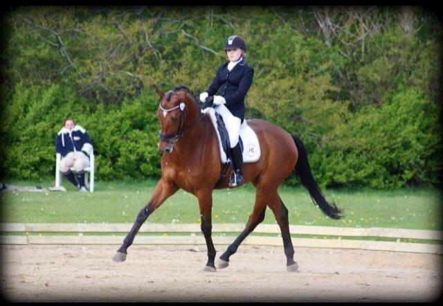 Trakehner Ozzy Cooper billede 13