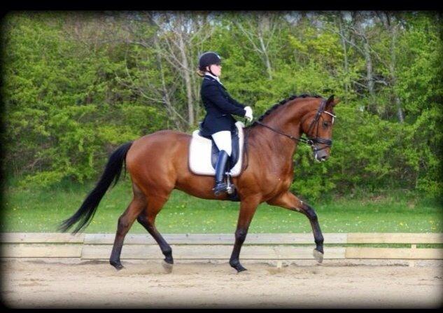 Trakehner Ozzy Cooper billede 12