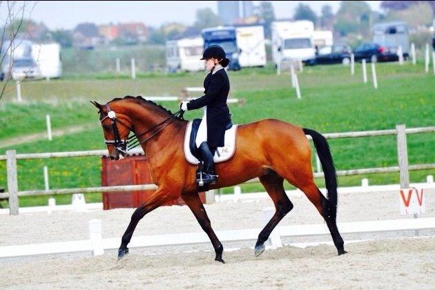 Trakehner Ozzy Cooper billede 7