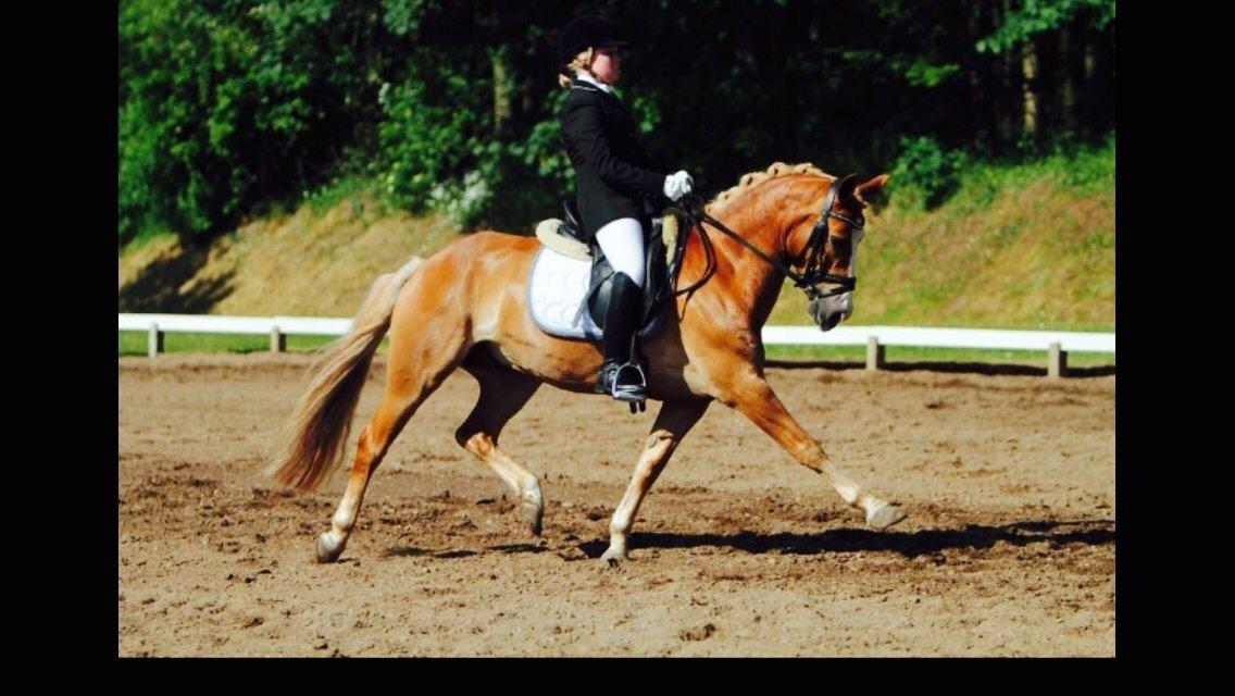 Hollandsk Sportspony Blondie billede 1