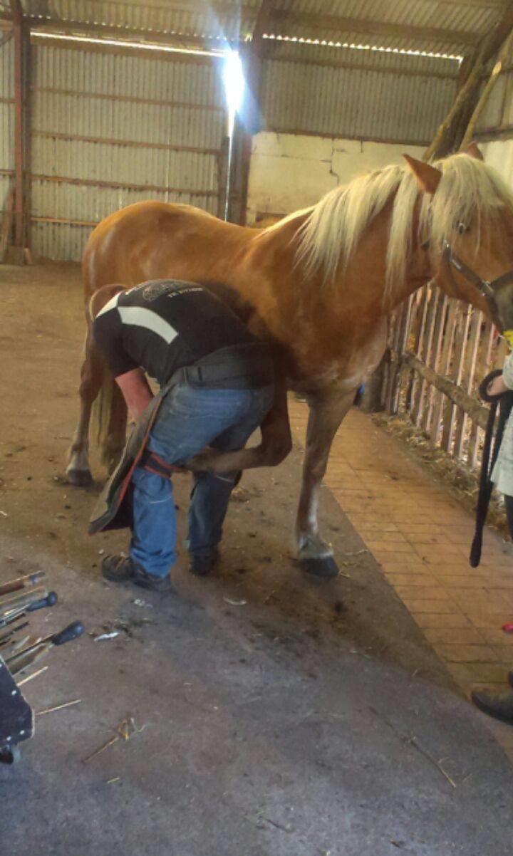 Haflinger Højemindes Stjerne billede 16