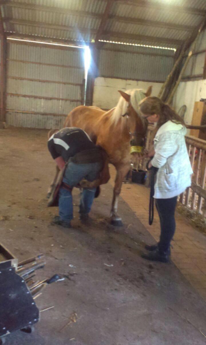 Haflinger Højemindes Stjerne billede 20