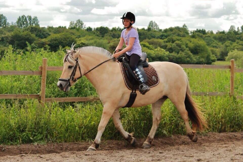 Fjordhest RIP Hirse stanstorp billede 10