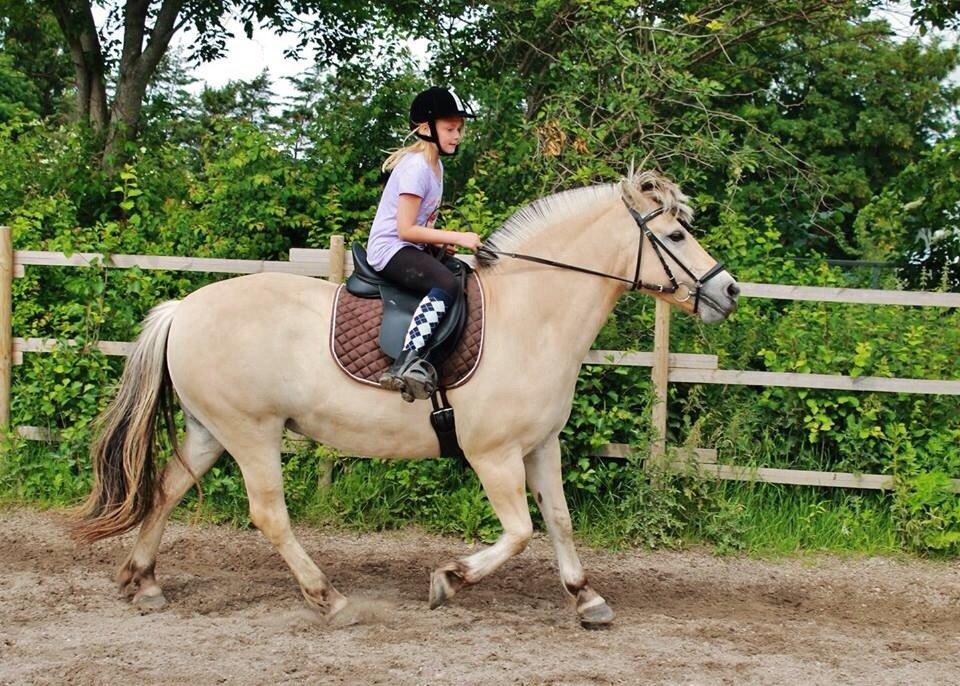 Fjordhest RIP Hirse stanstorp billede 9