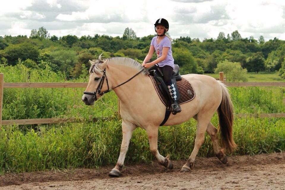 Fjordhest RIP Hirse stanstorp billede 13