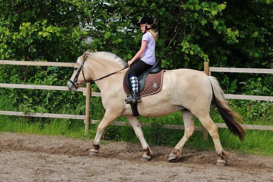 Fjordhest RIP Hirse stanstorp billede 17