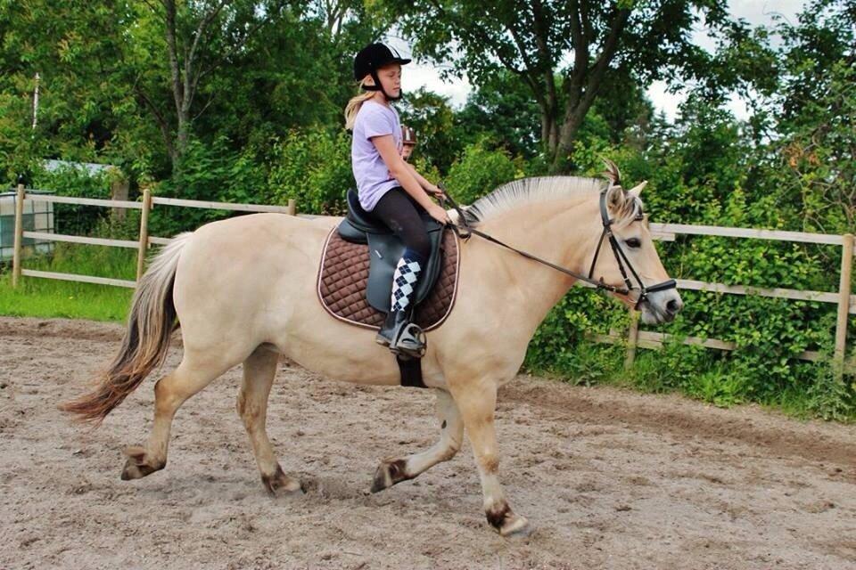 Fjordhest RIP Hirse stanstorp billede 14