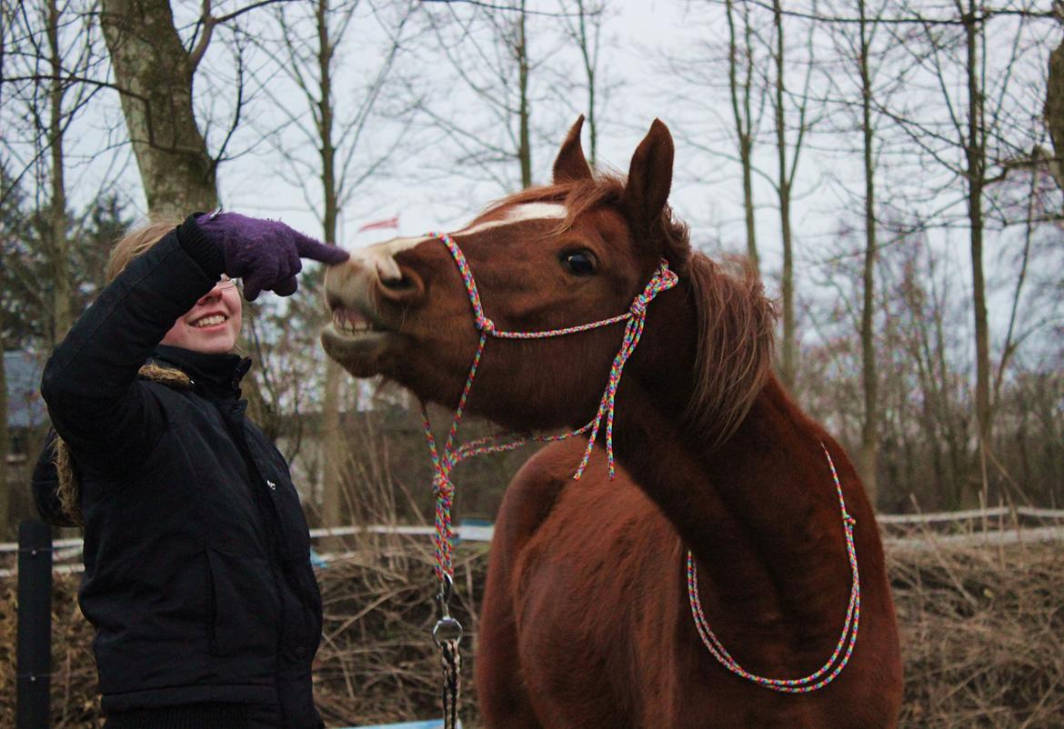 Arabisk fuldblod (OX) Stald Munkholm's Sheeba billede 40