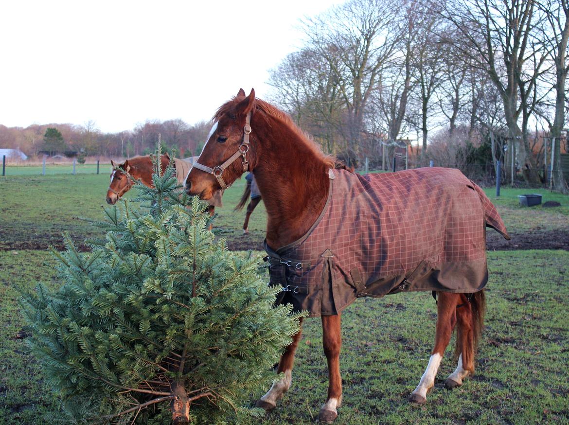 Arabisk fuldblod (OX) Stald Munkholm's Sheeba - Sheeba leger med juletræet :D Januar 2015 billede 45
