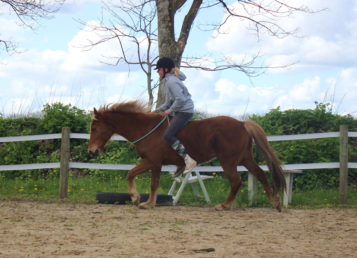 New Forest Mr. Hidalgo Jabidi billede 3