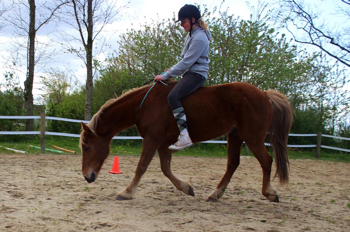 New Forest Mr. Hidalgo Jabidi billede 7