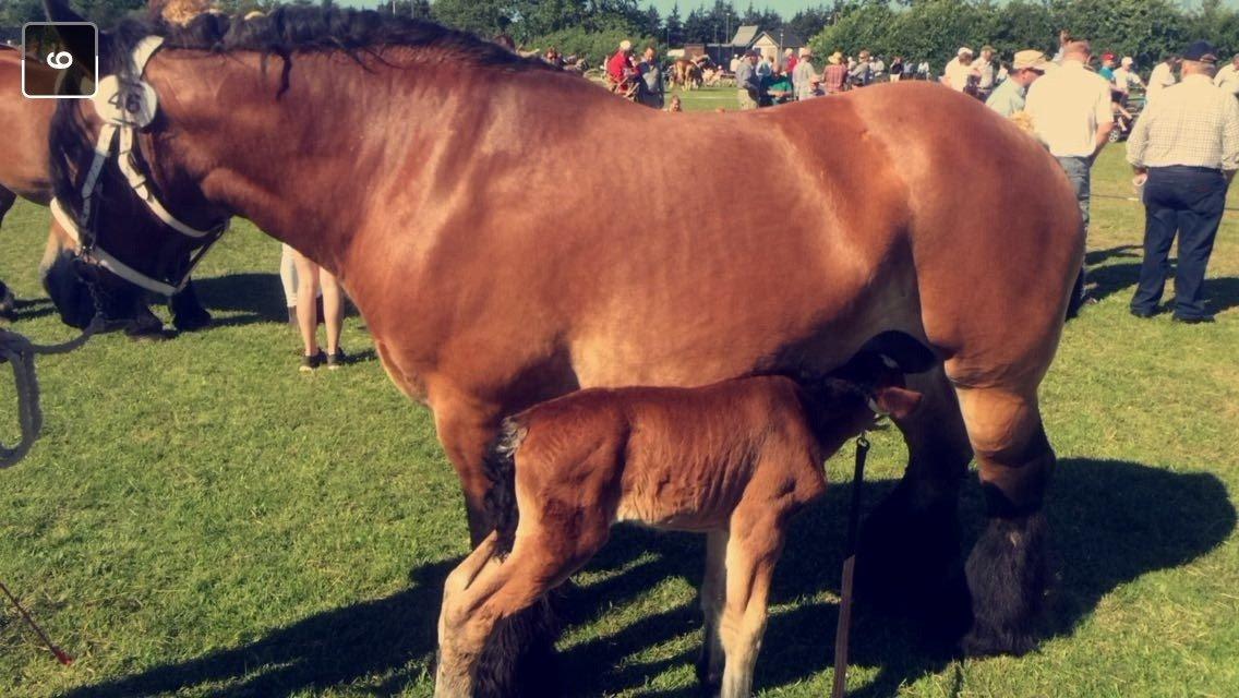 Belgier Malou Af Villa Viciosa billede 6