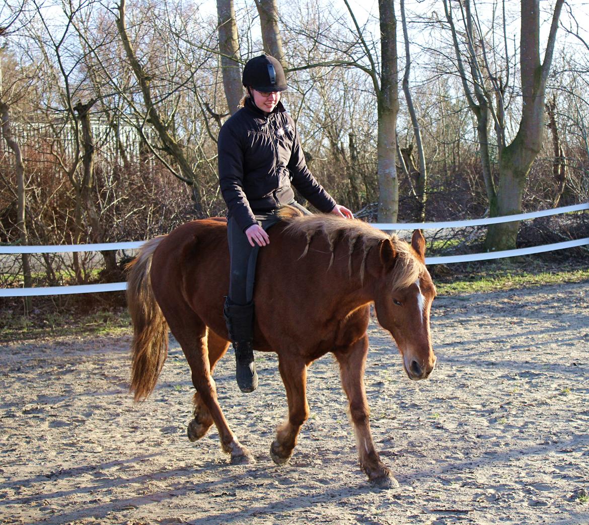 New Forest Mr. Hidalgo Jabidi billede 13