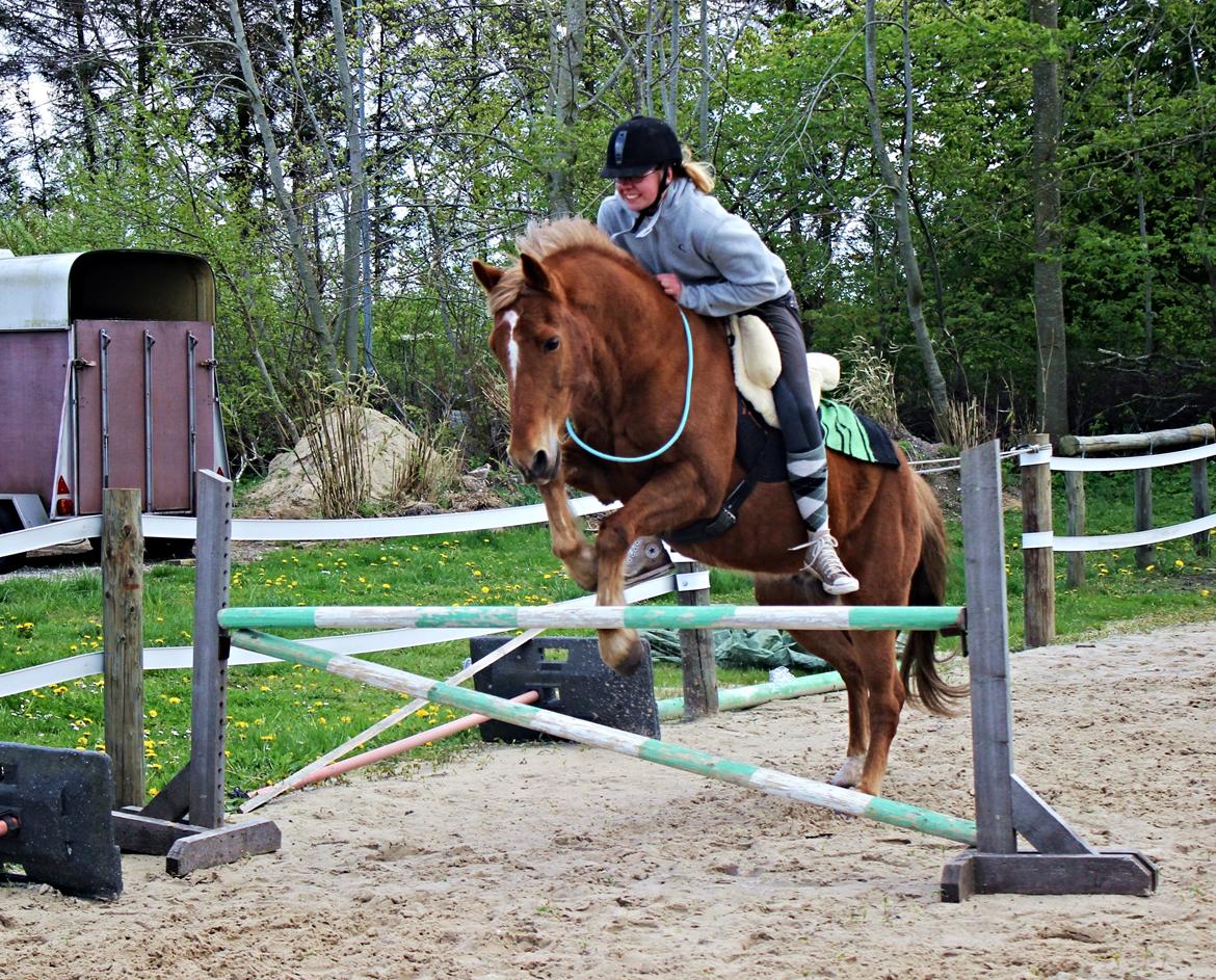 New Forest Mr. Hidalgo Jabidi billede 10