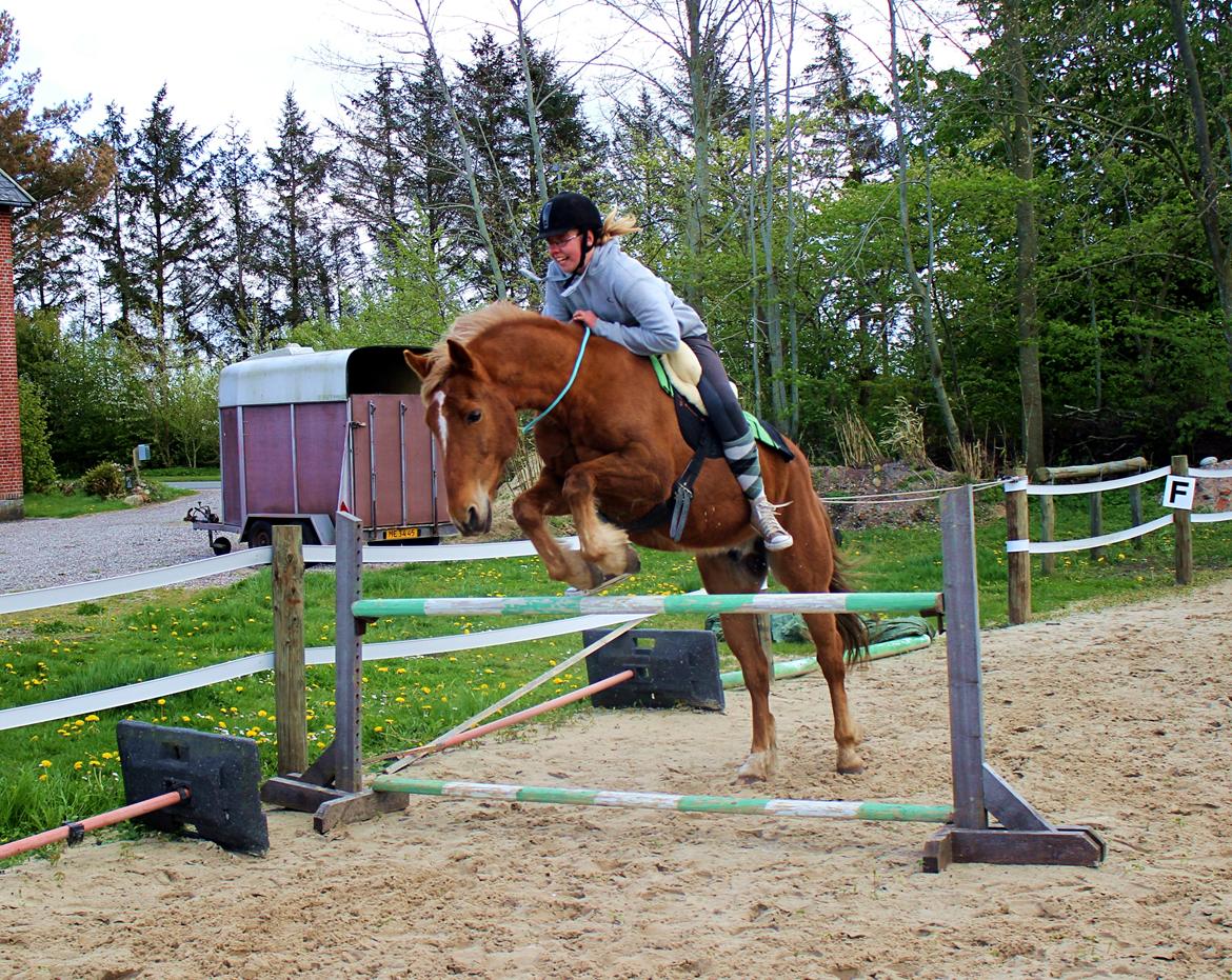 New Forest Mr. Hidalgo Jabidi billede 2