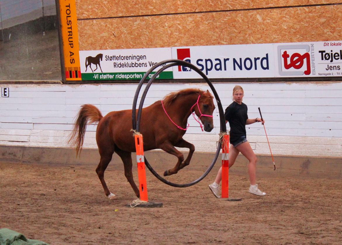 Arabisk fuldblod (OX) Lisan - Opvisnig på Farsø rideskole D. 6 Juli. 2015 - Første gang hun springer igennem ring i 5-6 måneder <3 billede 23