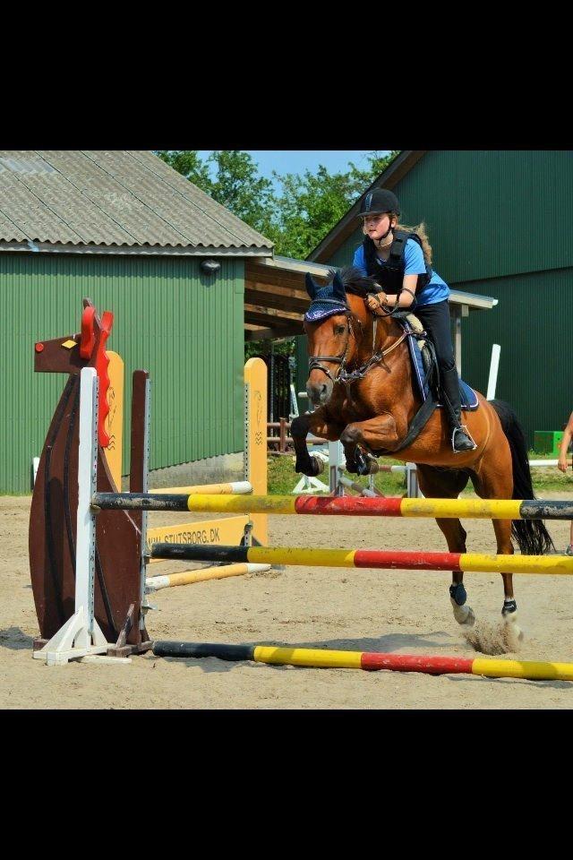 Anden særlig race Pimpernell - 105 cm på Pimpernell, 2015 billede 1