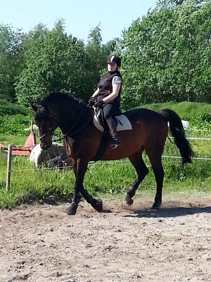 Hannoveraner Lennox 6 billede 2