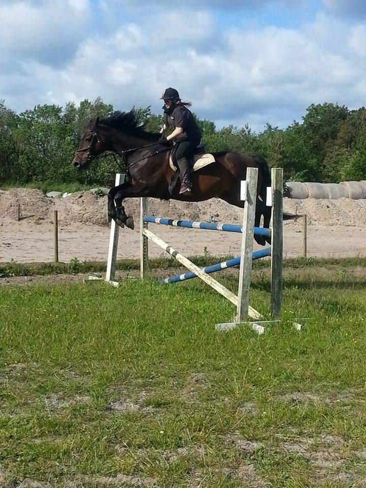 Hannoveraner Lennox 6 billede 18