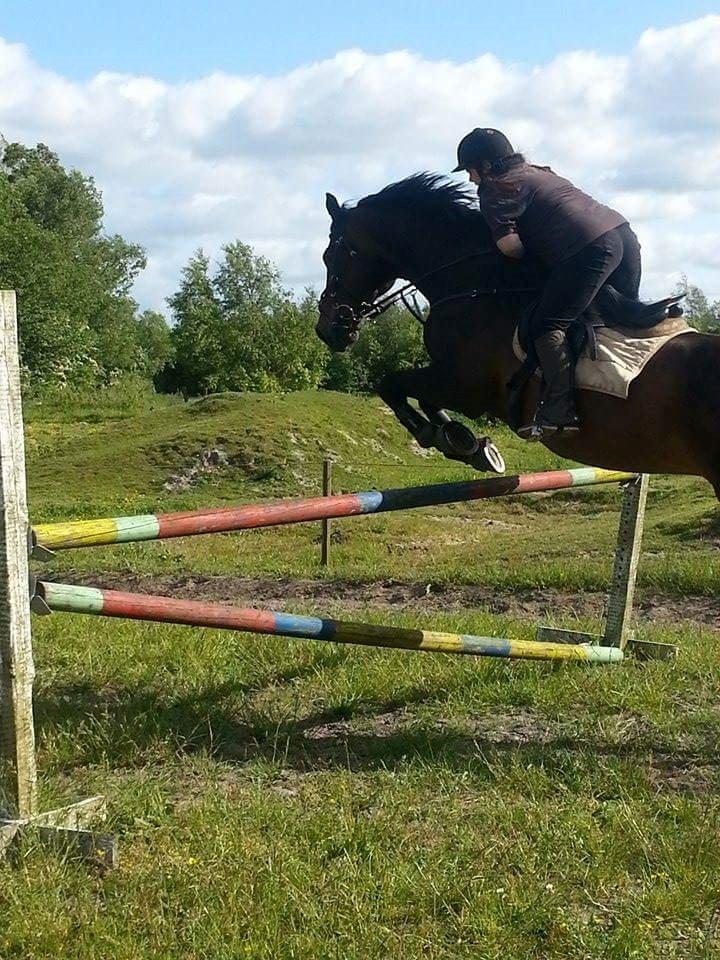 Hannoveraner Lennox 6 billede 3