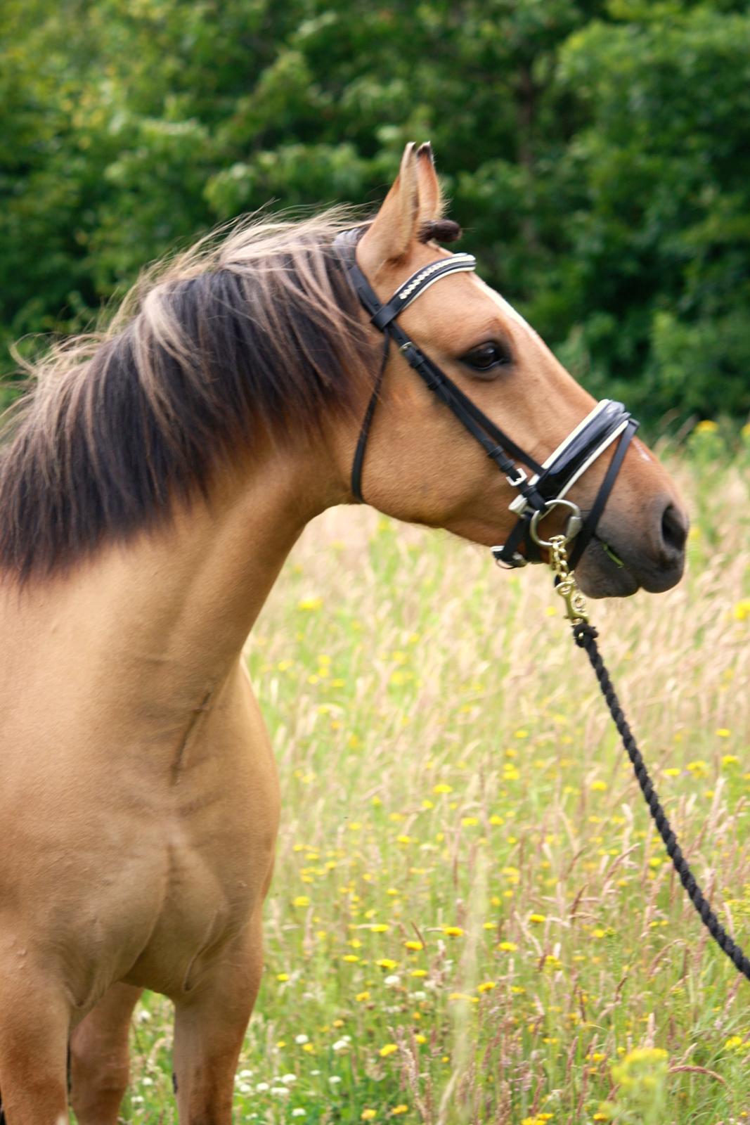 Anden særlig race Proud Polo billede 21