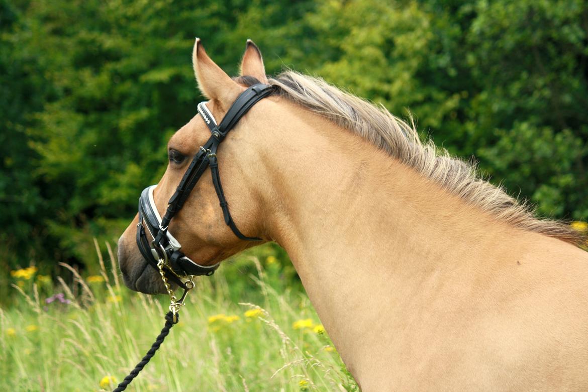 Anden særlig race Proud Polo billede 5