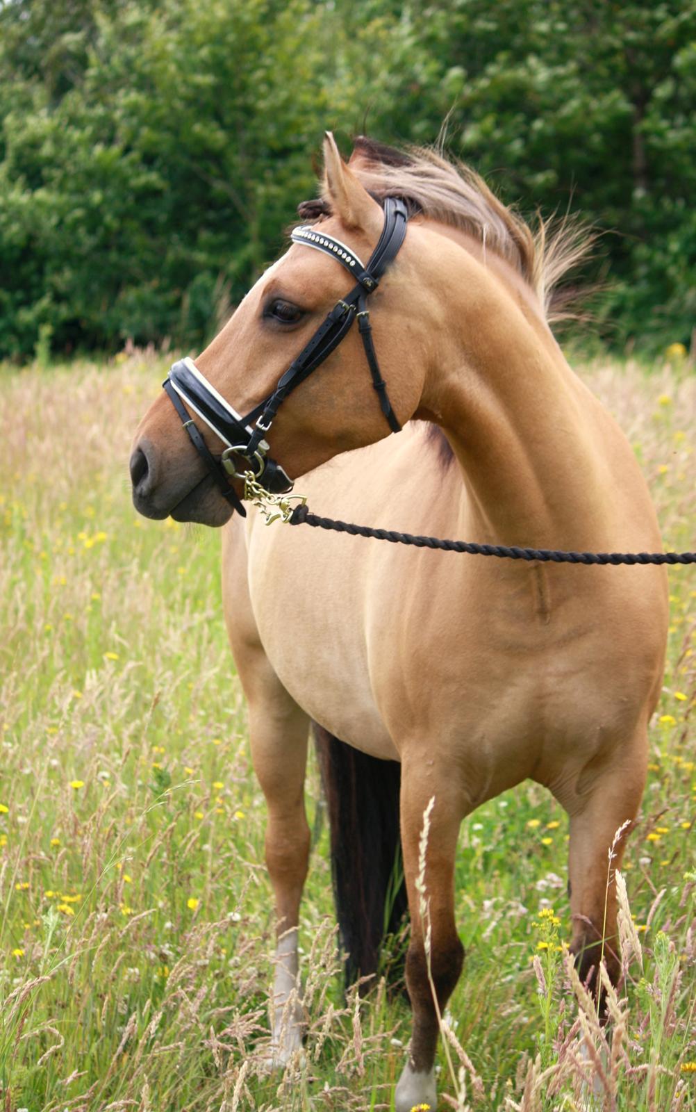Anden særlig race Proud Polo billede 2