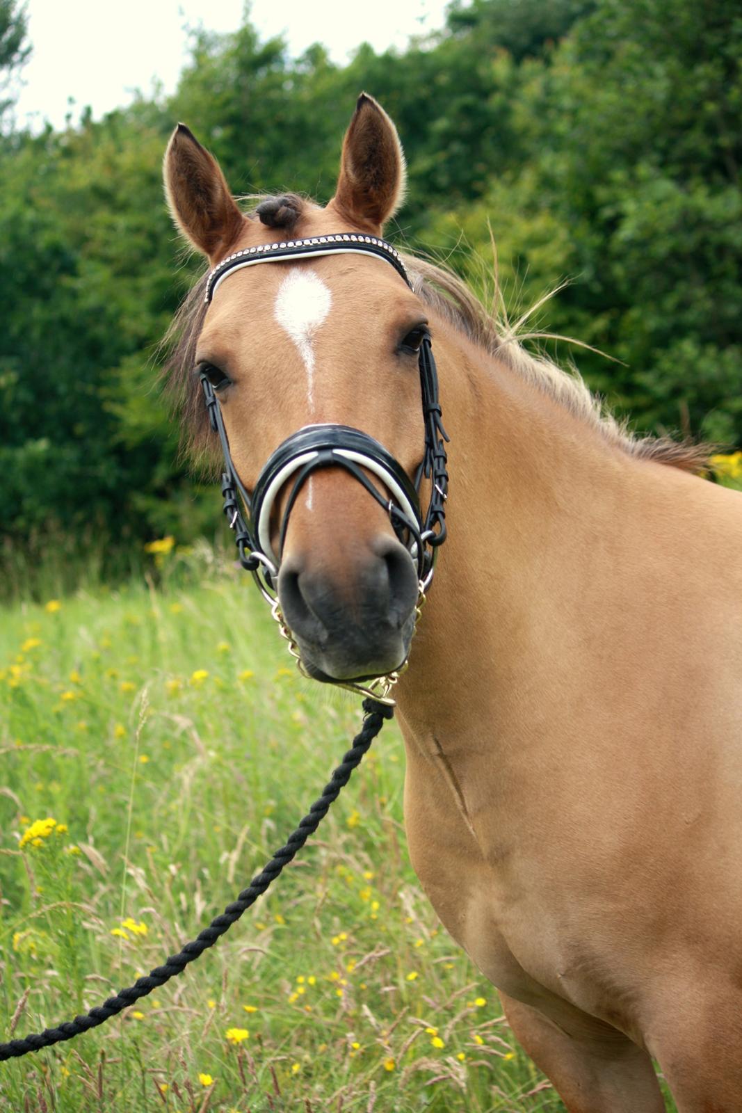 Anden særlig race Proud Polo billede 7