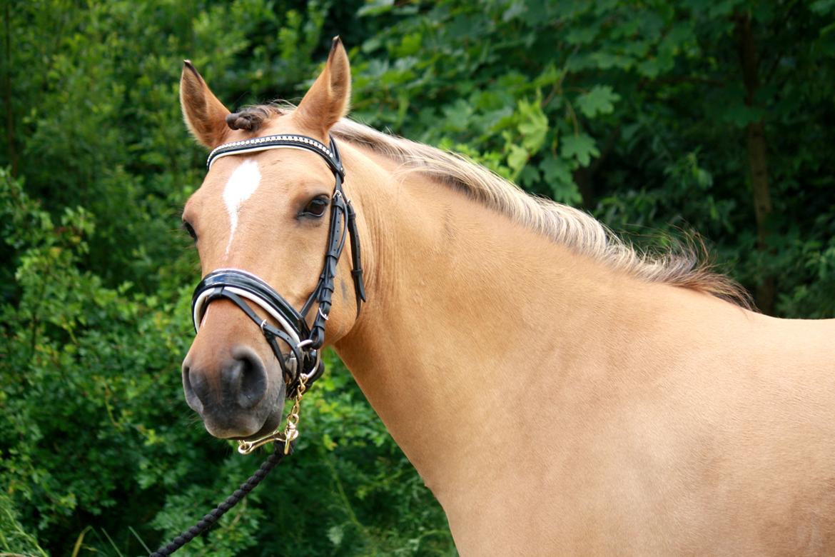 Anden særlig race Proud Polo billede 1