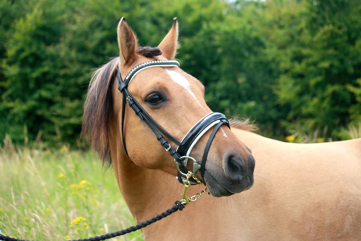Anden særlig race Proud Polo billede 15