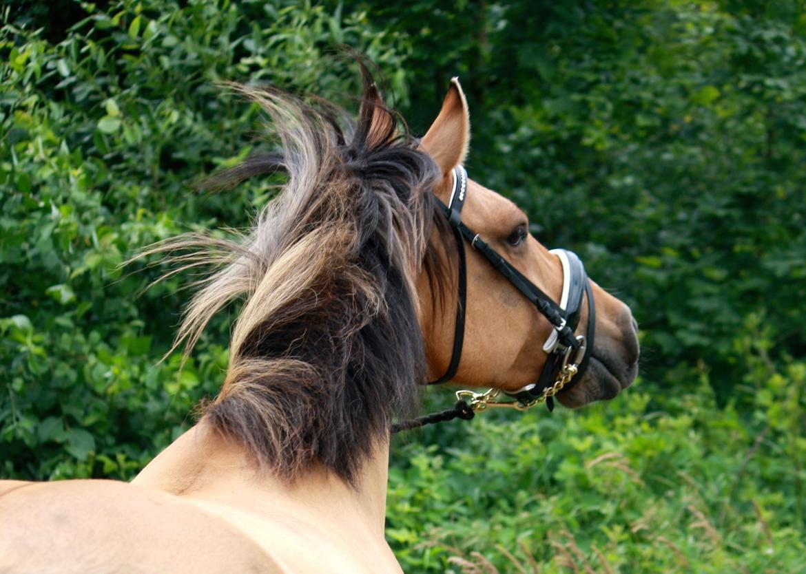 Anden særlig race Proud Polo billede 19