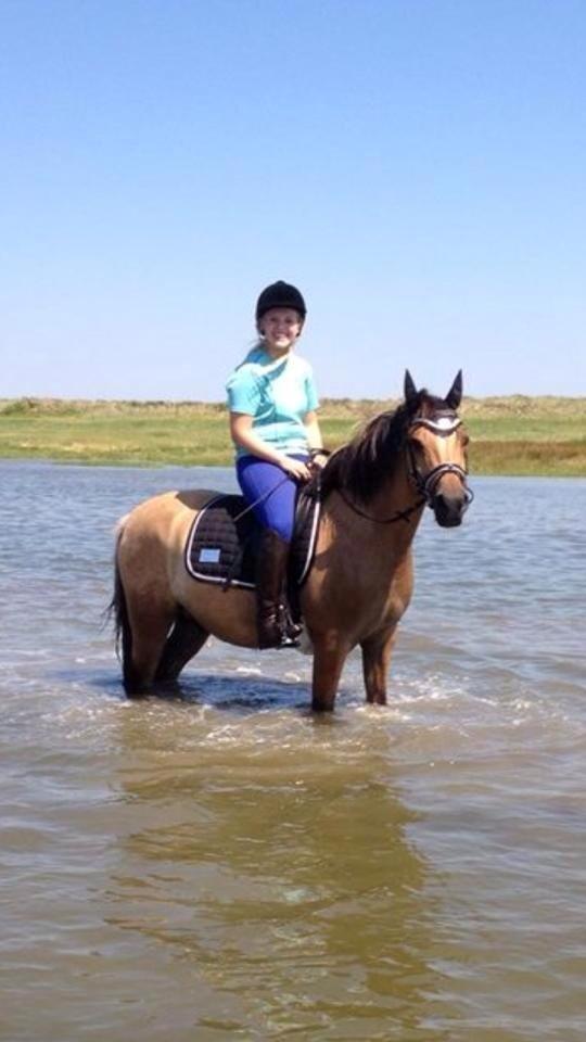 Anden særlig race Proud Polo billede 20