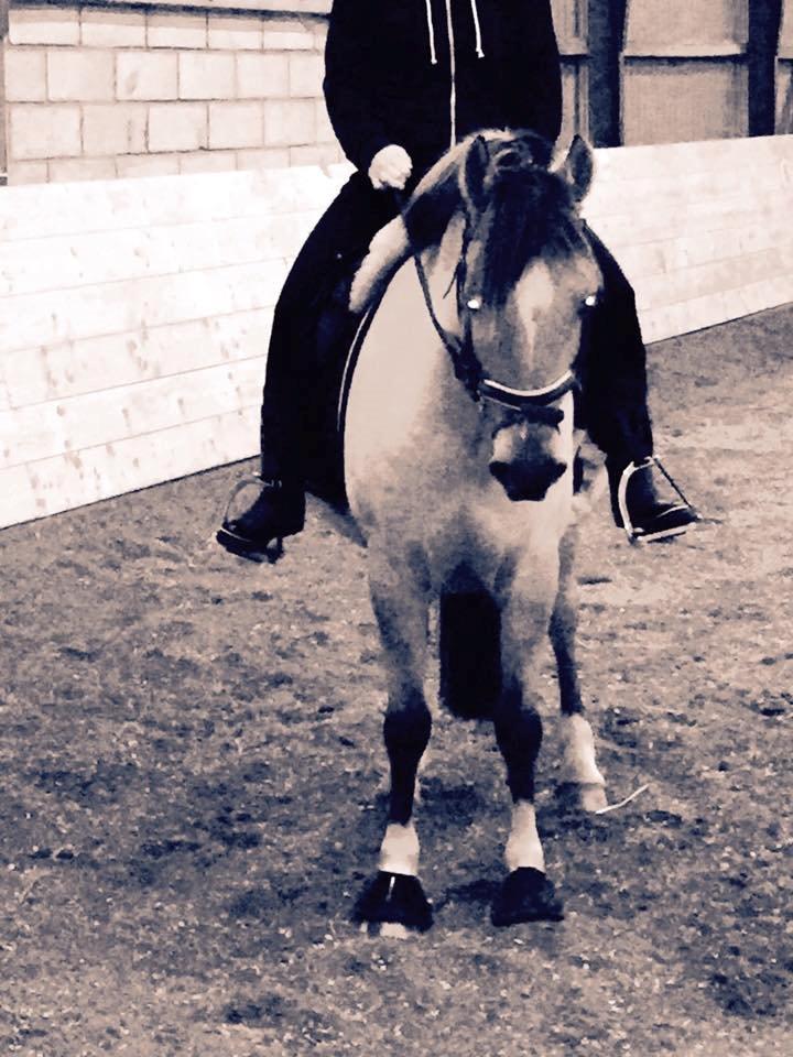 Anden særlig race Proud Polo billede 16