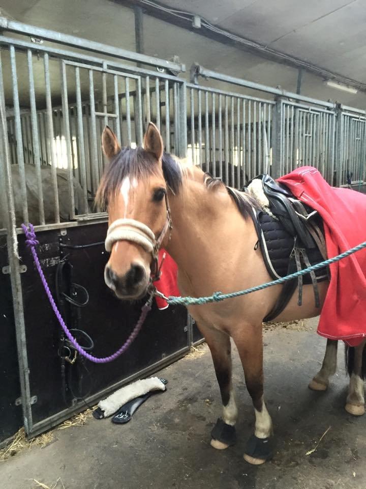 Anden særlig race Proud Polo billede 13