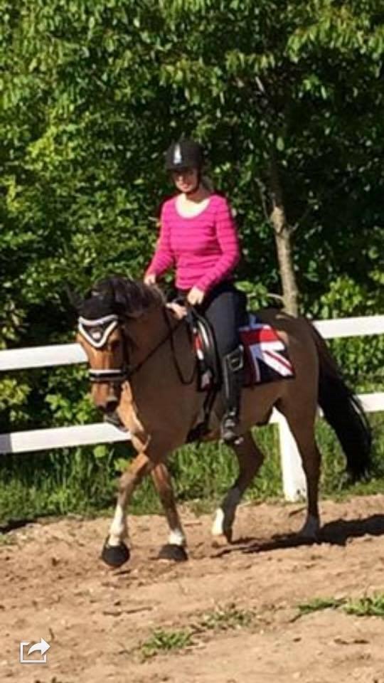 Anden særlig race Proud Polo billede 6