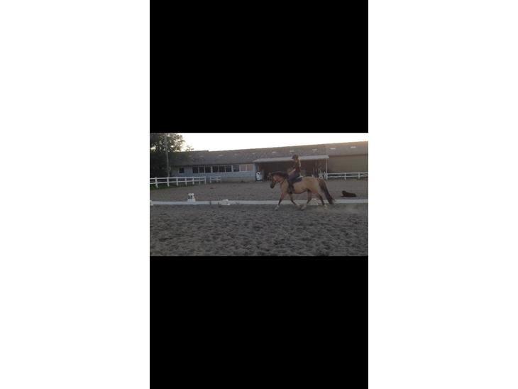 Anden særlig race Proud Polo billede 9