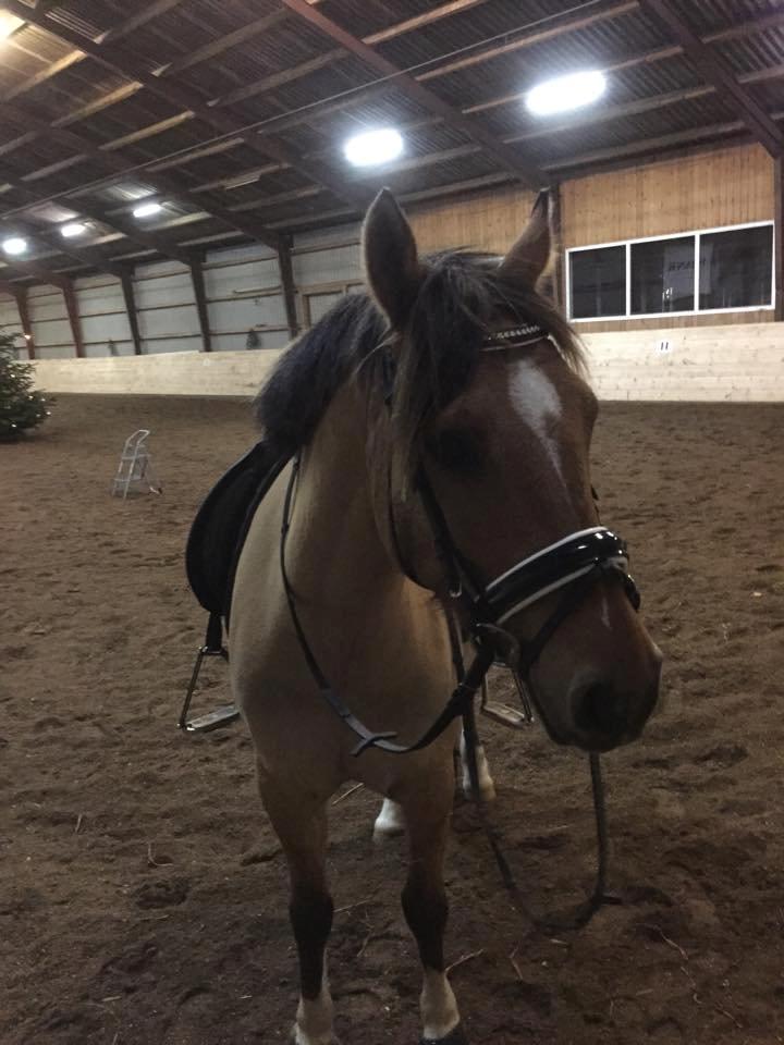 Anden særlig race Proud Polo billede 11