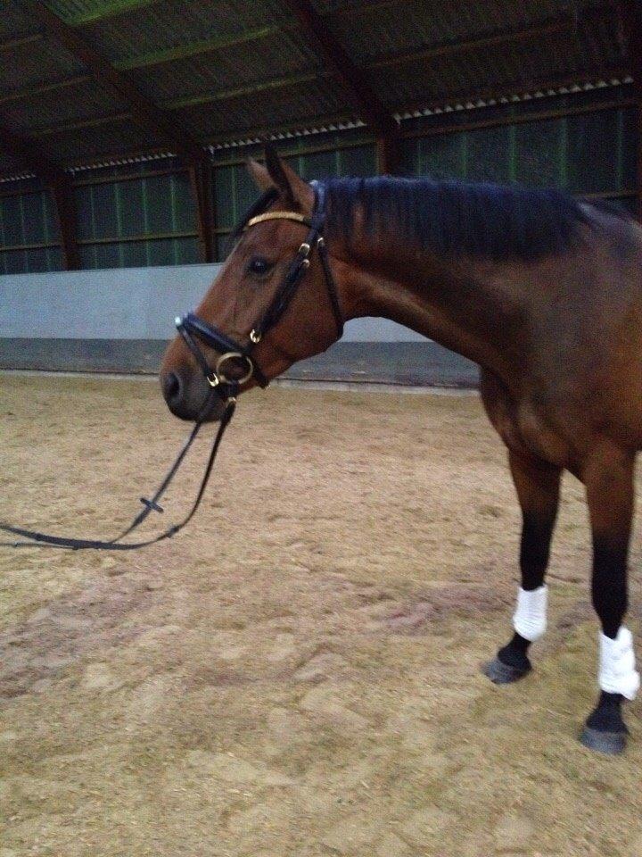 Dansk Varmblod Egelund yemen billede 8