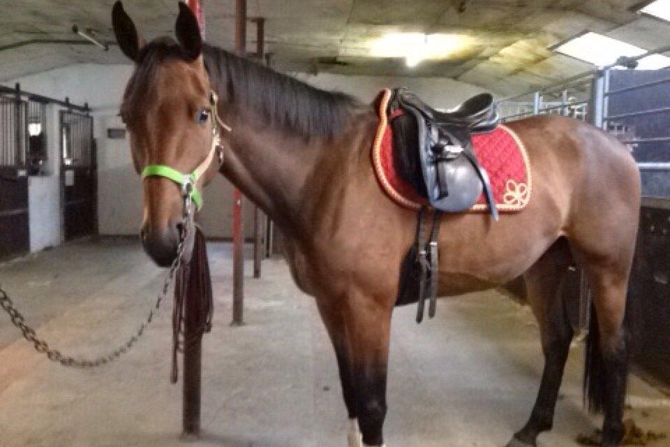 Dansk Varmblod Egelund yemen billede 9