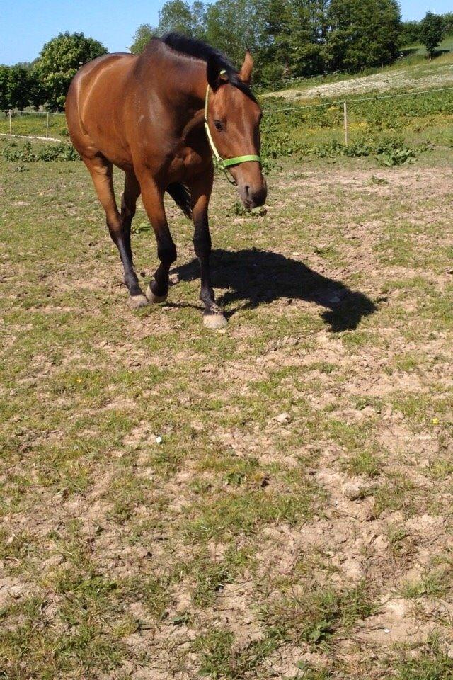 Dansk Varmblod Egelund yemen billede 11