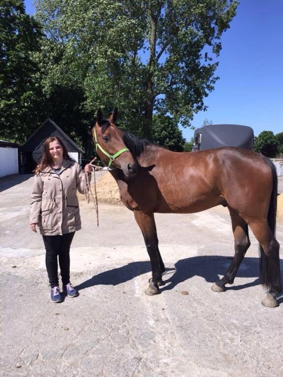 Dansk Varmblod Egelund yemen billede 12