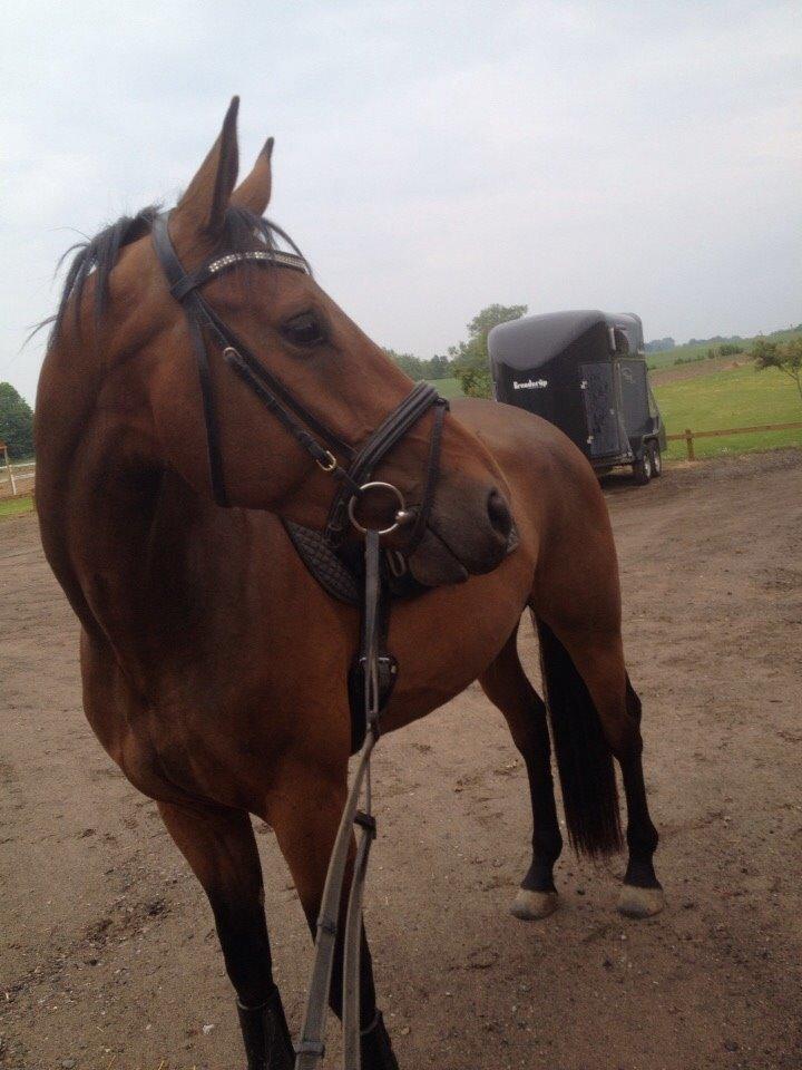 Dansk Varmblod Egelund yemen billede 7