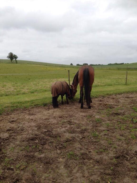 Dansk Varmblod Egelund yemen - Yemen og hans bedsteven  billede 10
