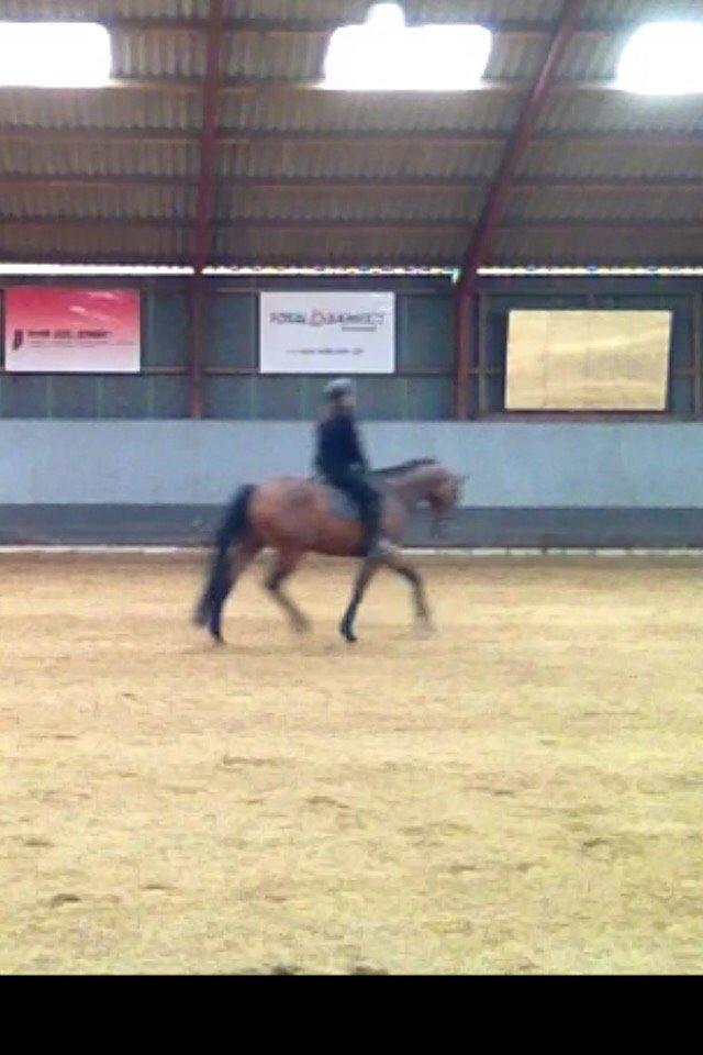 Dansk Varmblod Egelund yemen - Skønne Yemen til dressurtræning d. 10/7-15 billede 13
