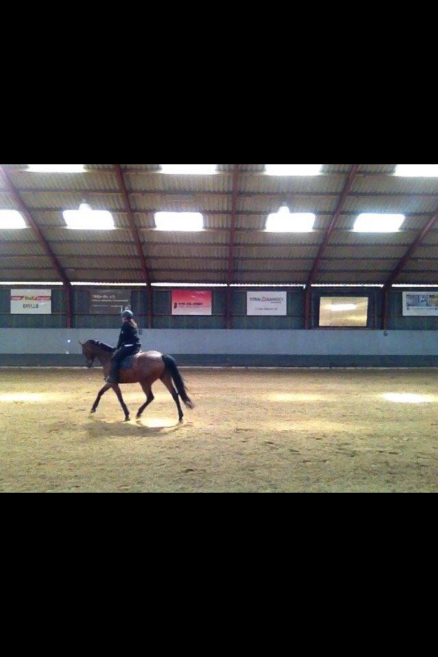 Dansk Varmblod Egelund yemen billede 14