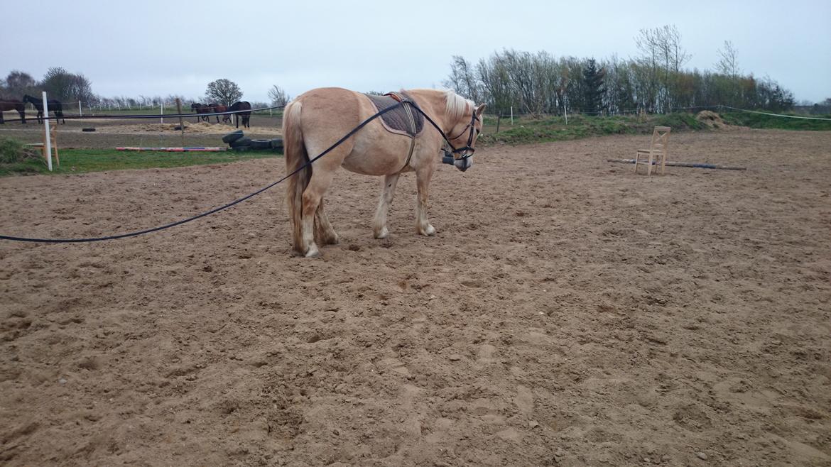 Anden særlig race Anton billede 2