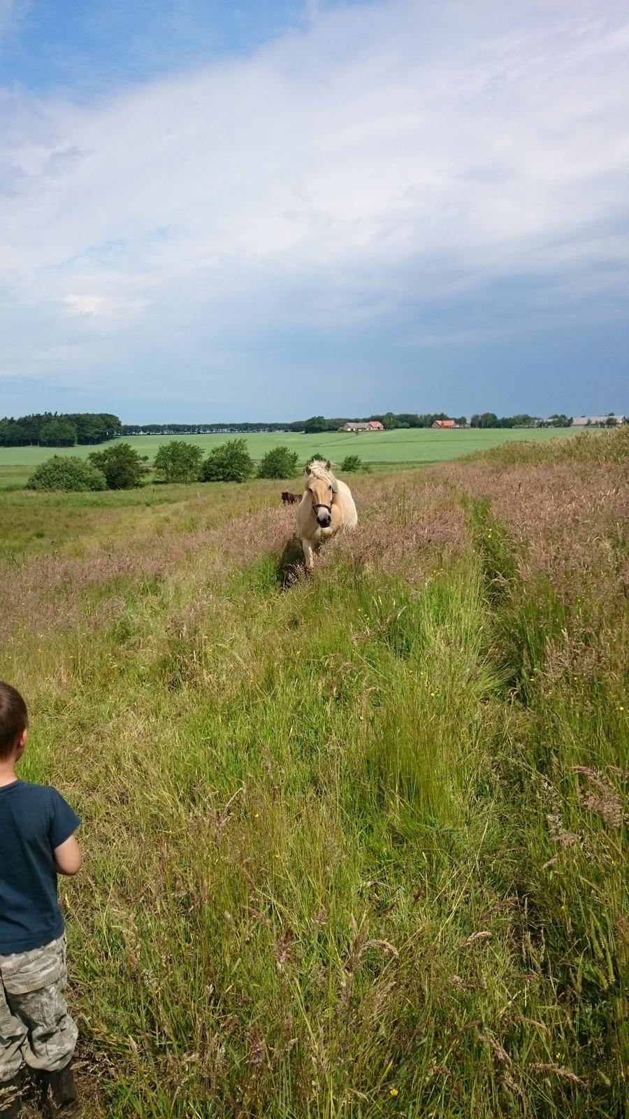 Anden særlig race Anton billede 5