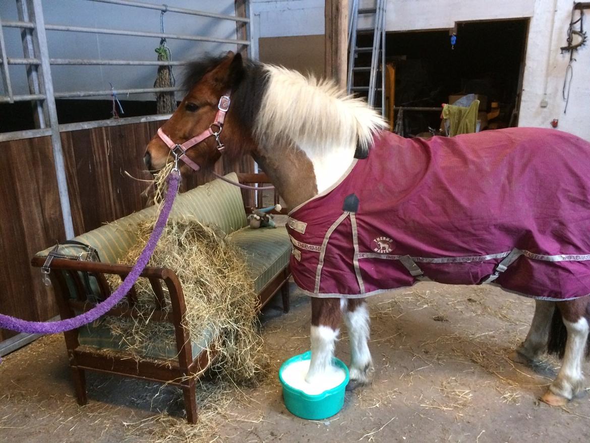 Anden særlig race Sabrine/sabi - Velkommen til sabis profil billede 1