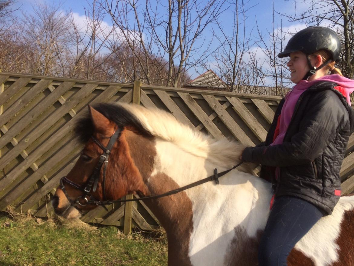 Anden særlig race Sabrine/sabi - Hyggelig tur uden sadel billede 3