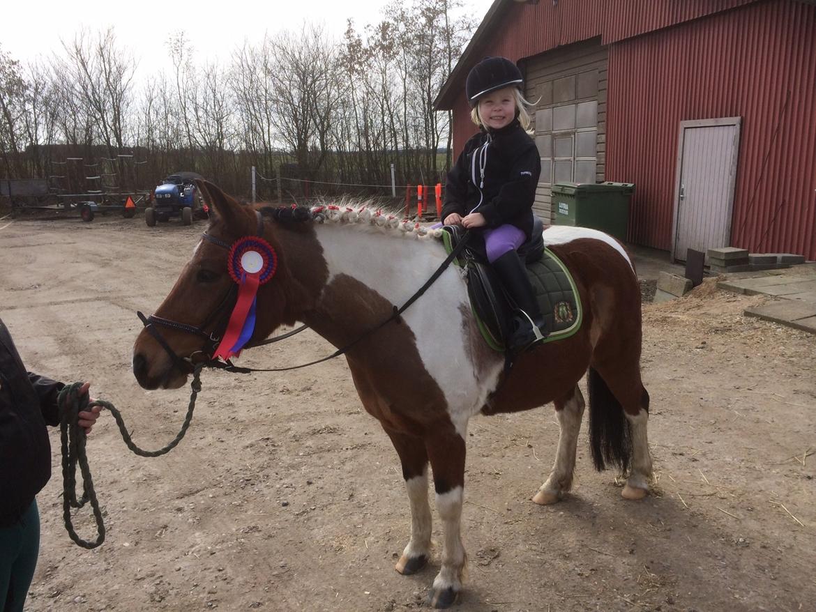 Anden særlig race Sabrine/sabi - Sissel til stævne på sabi billede 4